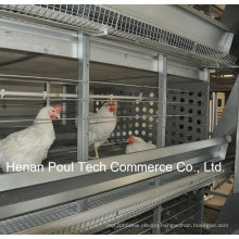 Galvanization Automatic Breeder Chicken Cage System (H type)